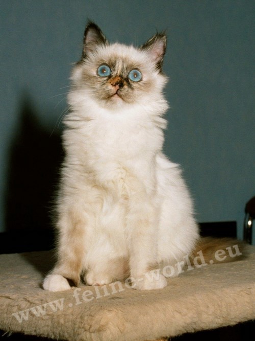 birman_05 (Race)